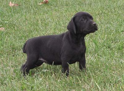 Puppies in WI