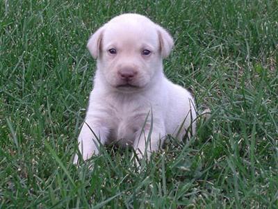 Puppies in WI