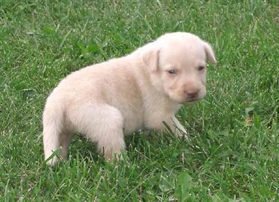 Puppies in WI