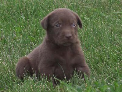Puppies in WI