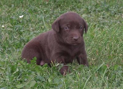 Puppies in WI