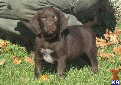 Puppies in WI