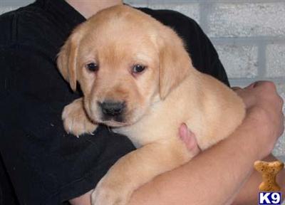 Puppies in WI