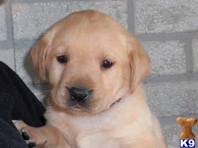 Puppies in WI