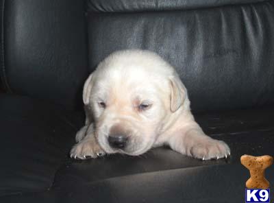 Puppies in WI