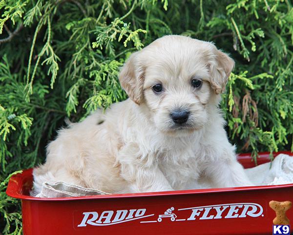 Cockapoo Puppies For Sale In Michigan. Cockapoos Puppies