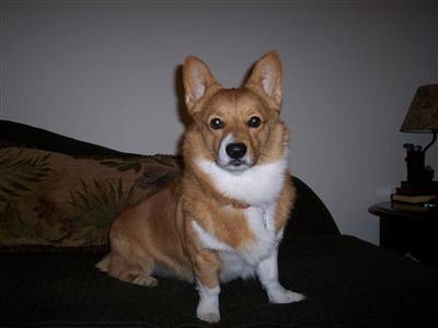 Stud Dogs - Pembroke Welsh Corgi