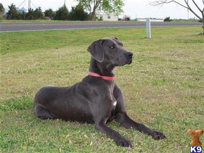 Dogs - Great Dane