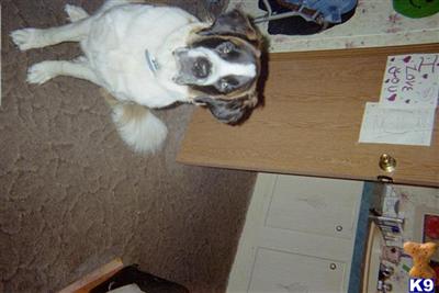 Stud Dogs - Saint Bernard