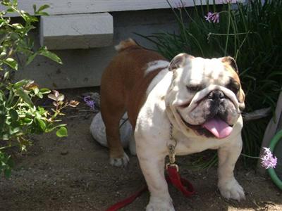 Stud Dogs - English Bulldog