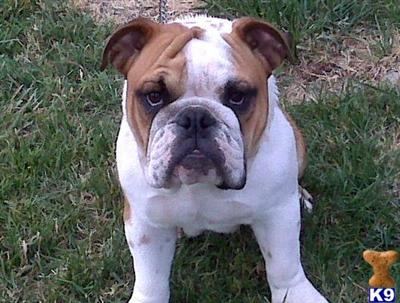 Dogs - English Bulldog