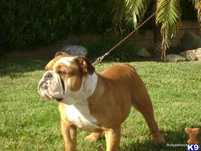 Stud Dogs - English Bulldog