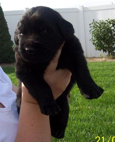 Newfoundland Puppies for Sale