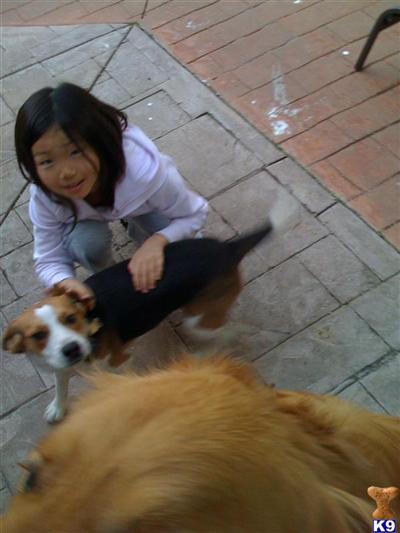 Dogs - Beagle