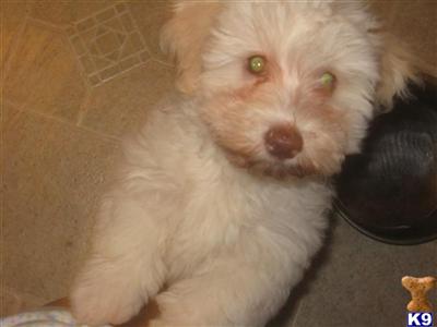 Puppies in VA