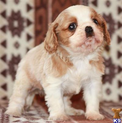Cavalier King Charles Spaniel Puppies for Sale