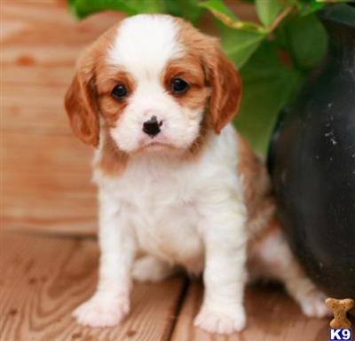 Cavalier King Charles Spaniel Puppies for Sale