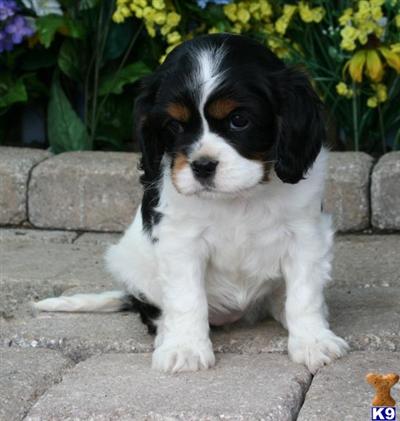 Cavalier King Charles Spaniel Puppies for Sale