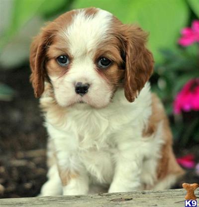 Cavalier King Charles Spaniel Puppies for Sale