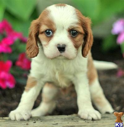 Cavalier King Charles Spaniel Puppies for Sale