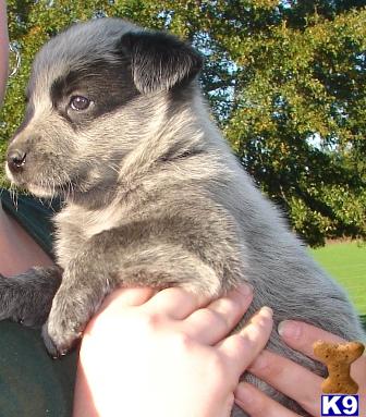 Australian Cattle Dog Puppies for Sale