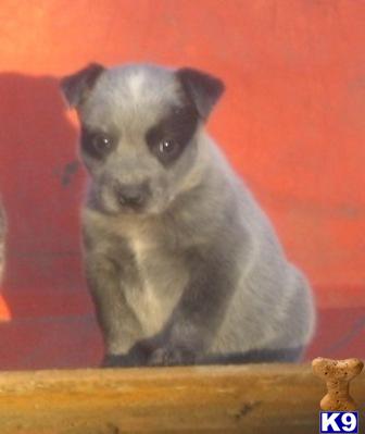 Australian Cattle Dog Puppies for Sale
