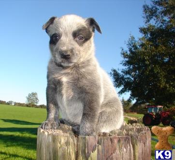 Australian Cattle Dog Puppies for Sale