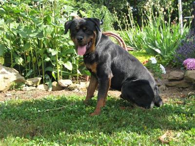 Dogs for Sale