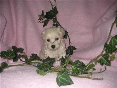 Mixed Breed Puppies for Sale