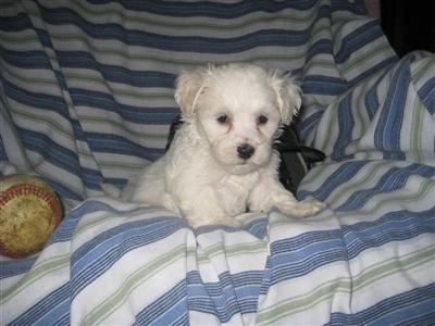 Mixed Breed Puppies for Sale
