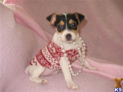 Toy Fox Terrier Puppies for Sale