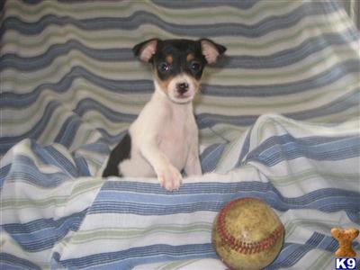 Toy Fox Terrier Puppies for Sale