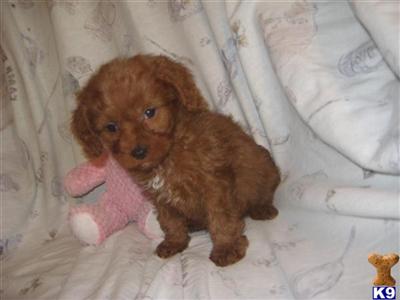 Mixed Breed Puppies for Sale