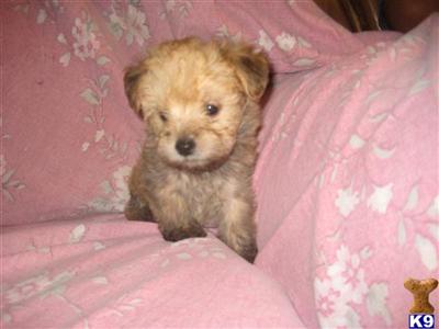 Mixed Breed Puppies for Sale