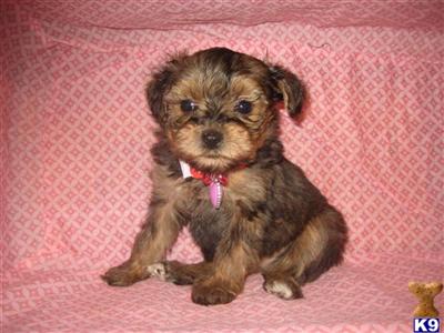 Mixed Breed Puppies for Sale