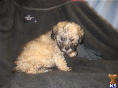 Puppies in OH