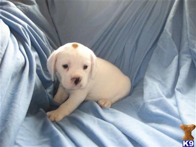 Mixed Breed Puppies for Sale
