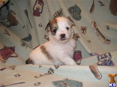 Puppies in OH
