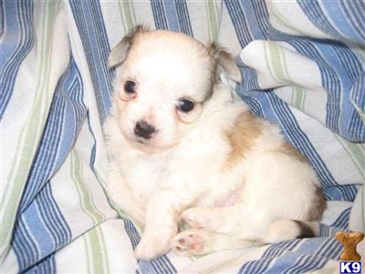 Mixed Breed Puppies for Sale