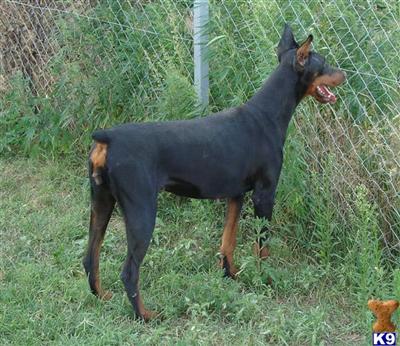 Dogs for Sale