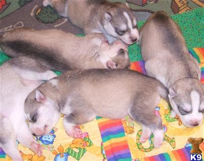 Siberian Husky Puppies for Sale