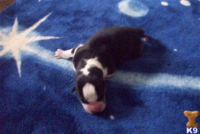 Siberian Husky Puppies for Sale