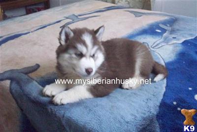 Siberian Husky Puppies for Sale