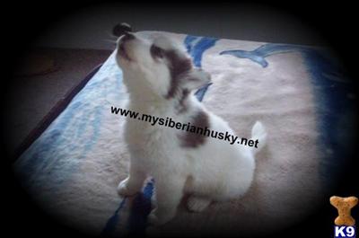 Siberian Husky Puppies for Sale