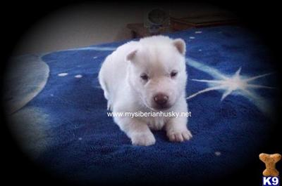 Siberian Husky Puppies for Sale