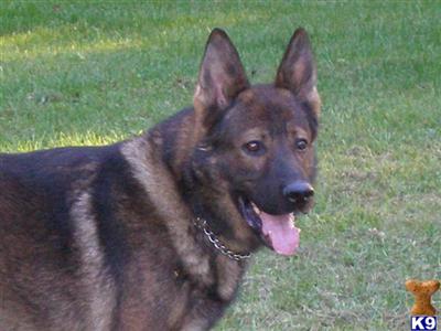 Stud Dogs - German Shepherd