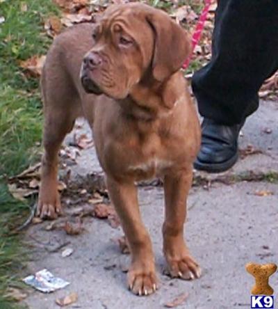 Dogue+de+bordeaux+puppies+for+sale+in+michigan