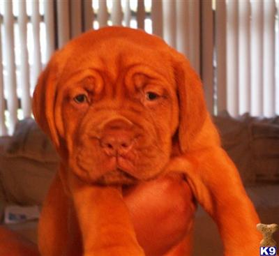 Dogue De Bordeaux Puppies for Sale
