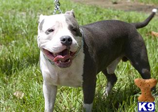 Stud Dogs - American Pit Bull