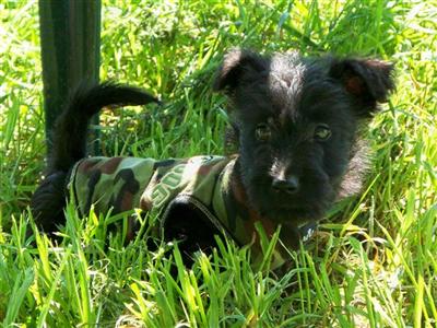 Scottish Terrier Puppies for Sale